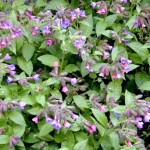 lungwort image