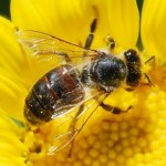honeybee on flower picture