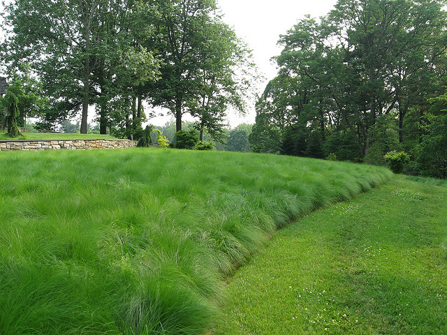 Native Grasses | Indianapolis Best Grass Seed For Central Indiana