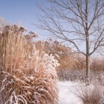 Ornamental Grasses in Winter