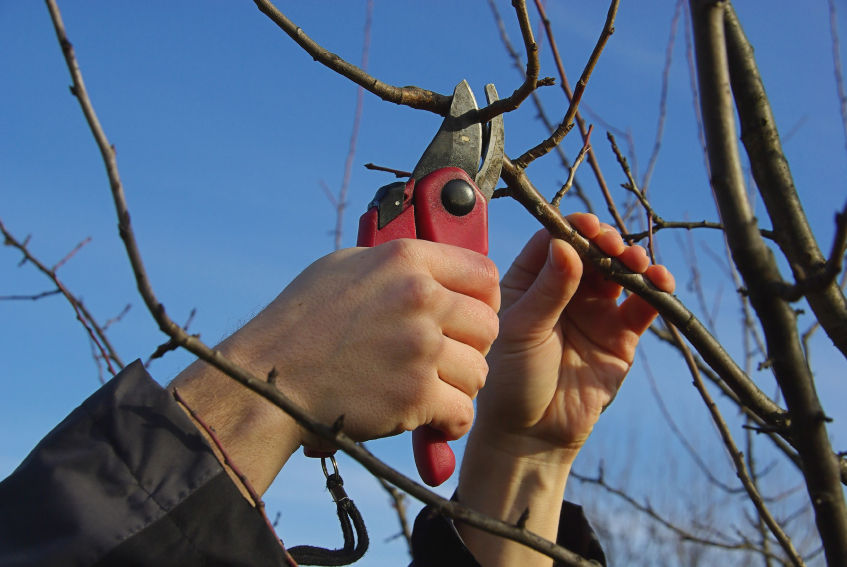 February is the Time for Dormant Pruning