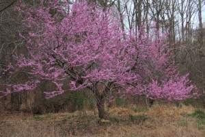 Cercis_canadensis_redbud_tree_bloom