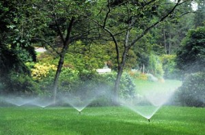 Irrigated Lawn