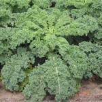 Kale Picture