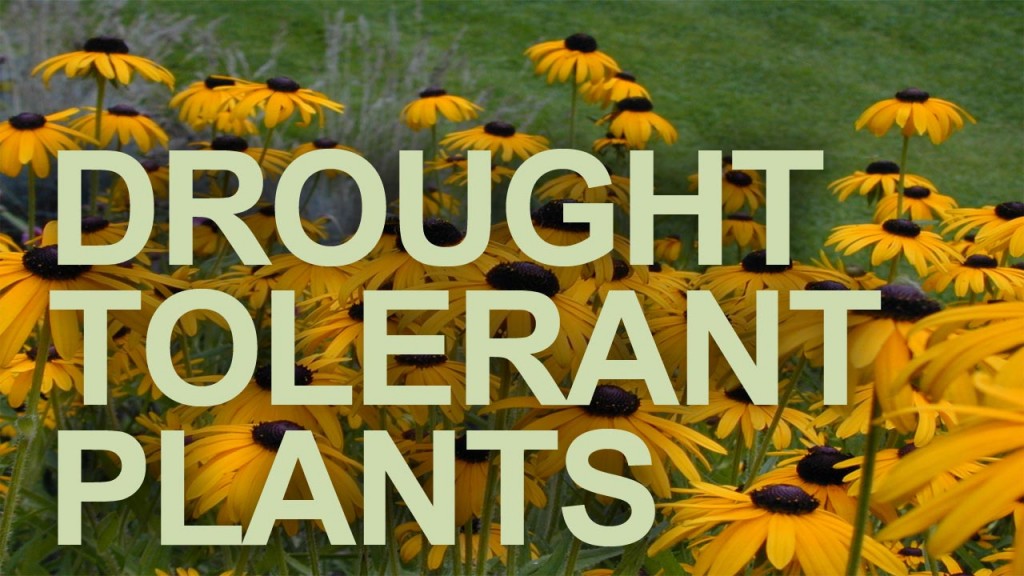 Drought Tolerant Plants