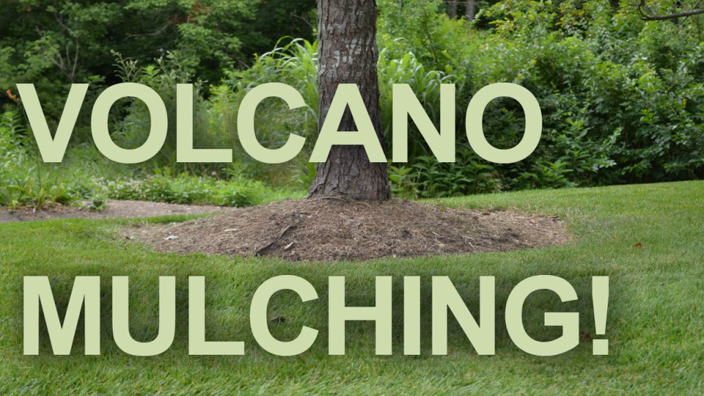 Volcano Mulching thumbnail