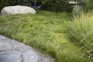 Carex Lawn