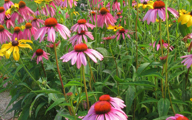 Taking Care of Native Plants in Your Landscape