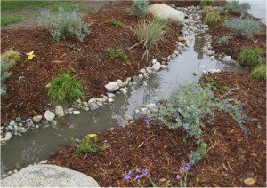 Bioswale with Water