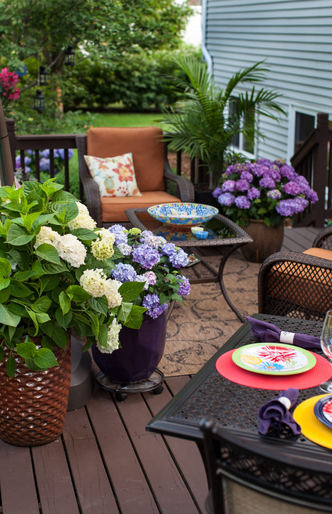 Reblooming hydrangeas do well in containers for summer color.