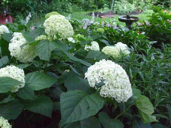 Native Hydrangeas that thrive in the Indiana Landscape