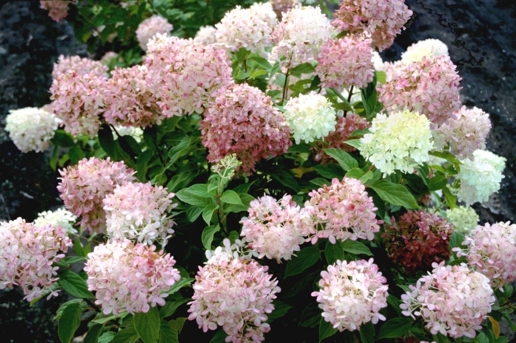 Limelight hydrangeas get 6 to 8 feet tall and wide. 