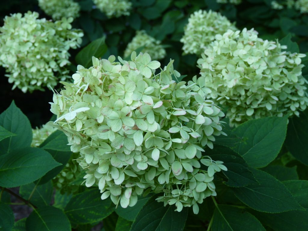 best selling hydrangea Limelight's flowers turn pink in the late-blooming landscape