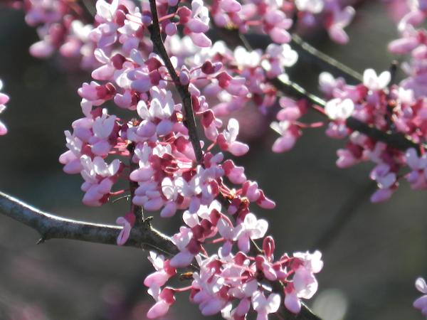 Native redbuds bloom in spring
