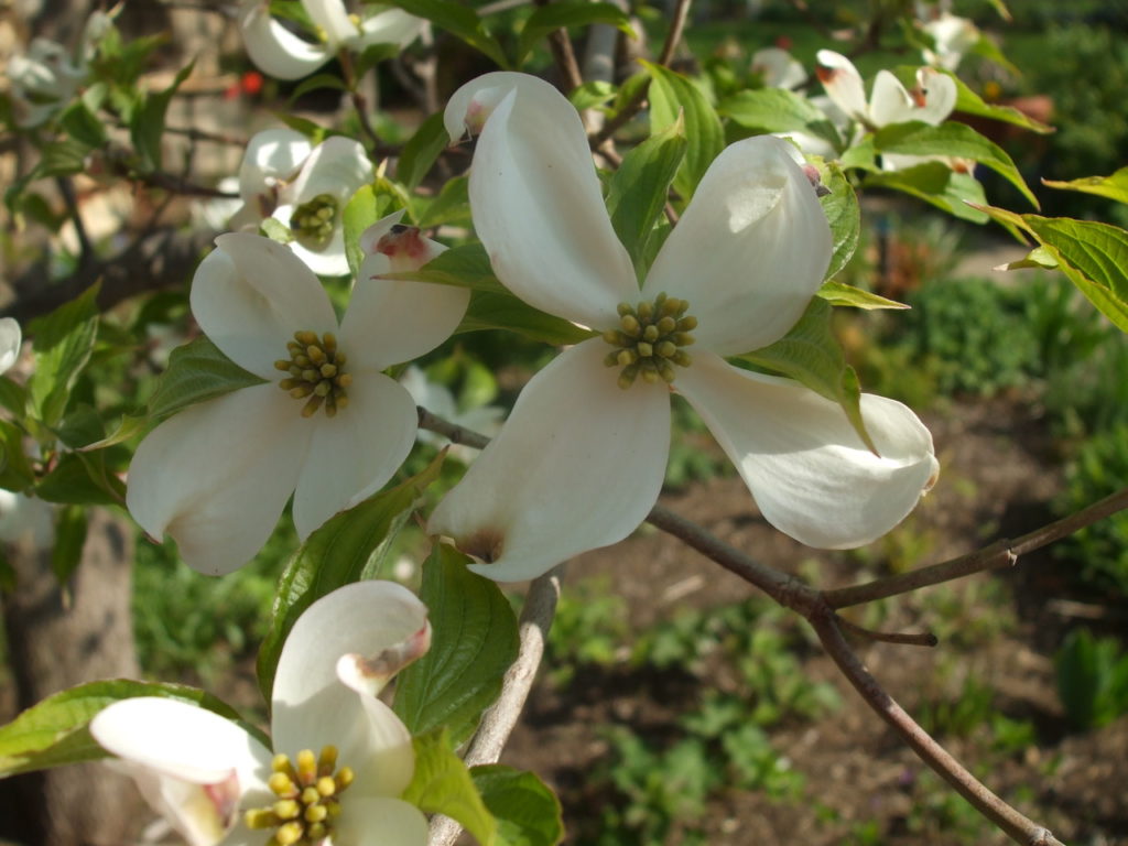 Spring flowers on native dogwood