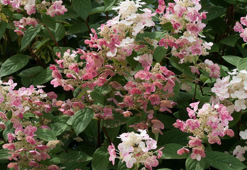 fall color Quick Fire panicle hydrangea adds late-blooming color in the landscape