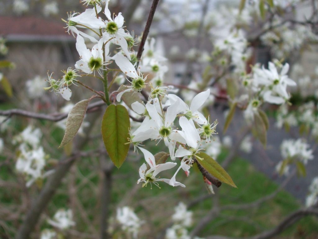 Serviceberry flowers in spring