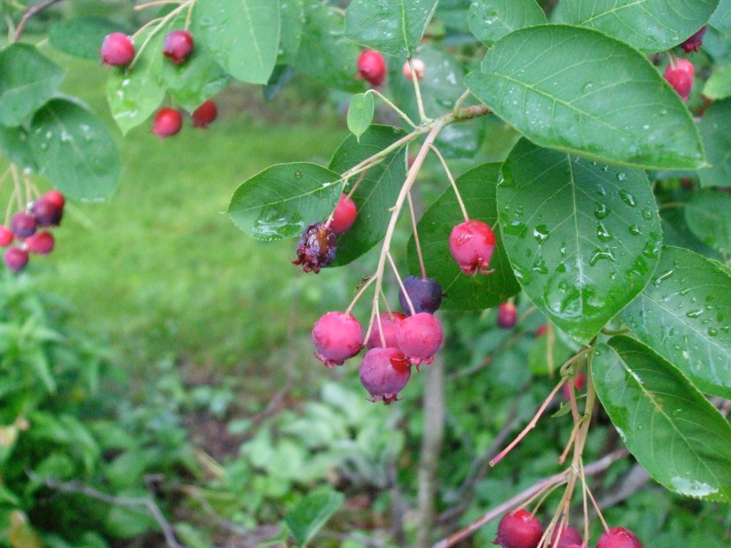 Serviceberry fruit appears in June, giving it a common name of June berry.