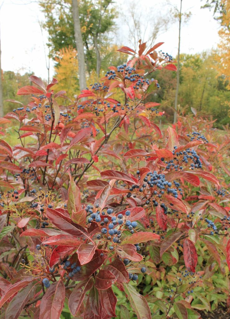 Viburnum fall color and fruit