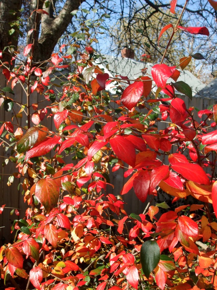 fall color viburnum