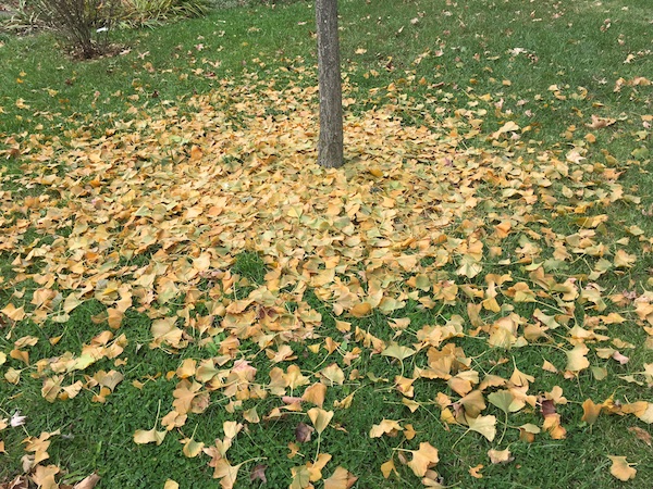 Fall colors reveal leaves’ true hues