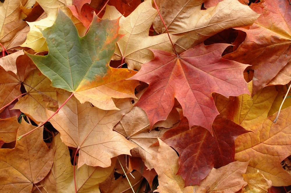 maple leaves, fall color