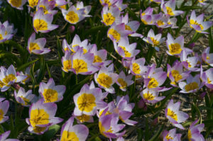 Species tulips Lilac Wonder