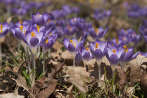A crocus called Tommie is great for naturalizing.