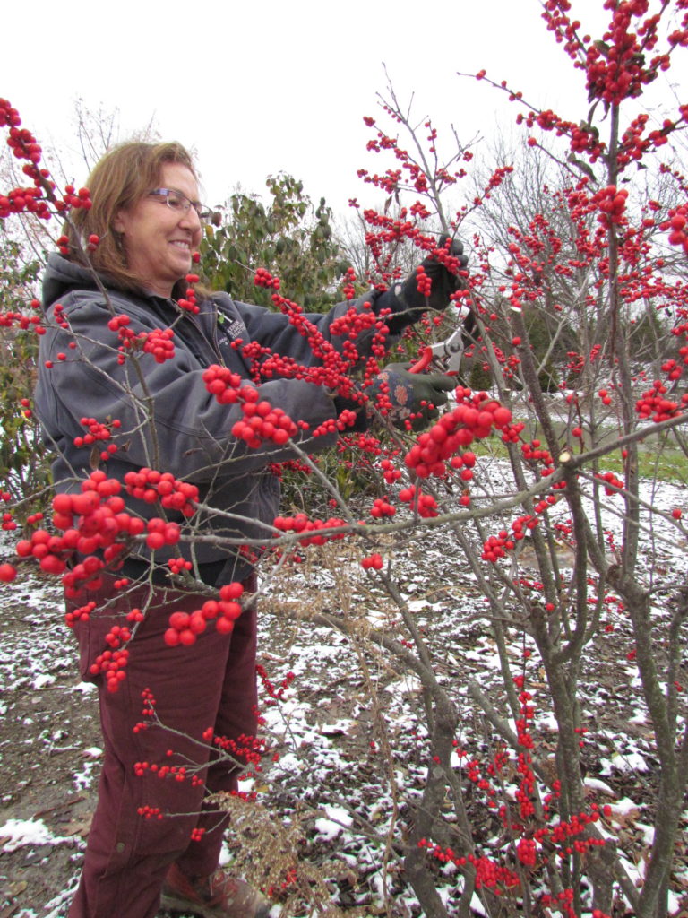 Deciduous holly is great for winter containers.