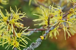 spring blooming native witch hazel