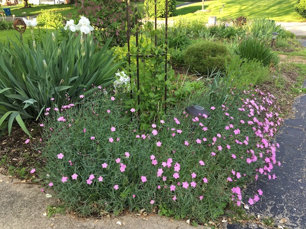 Sun-loving 'Bath's Pink' dianthus is a tough ground cover.