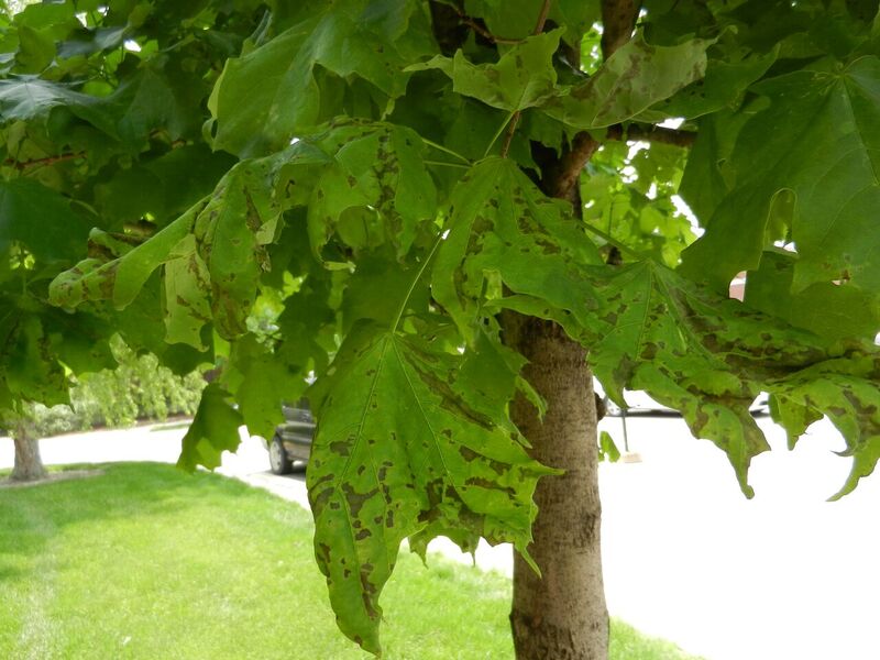 Anthracnose on maple leaves