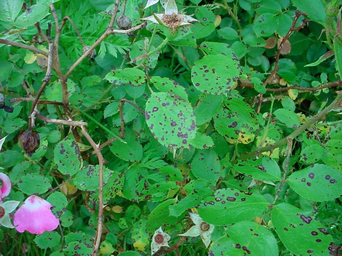 Septoria spots on rose leaves