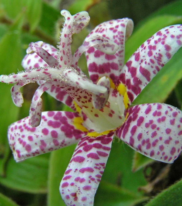 Late-blooming toad lilies do well in the Indiana landscape