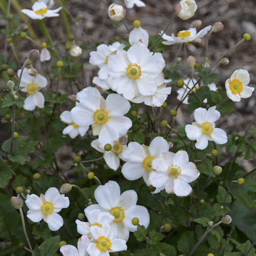 Late-season bloom in the Indiana landscape, Japanese anemone.