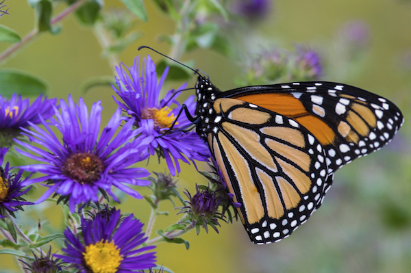 Monarch butterfly on late-blooming aster, perfect for the Indiana landscape