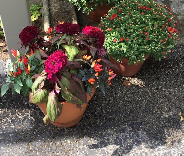 Celosia and ornamental peppers add bright color to fall pots.