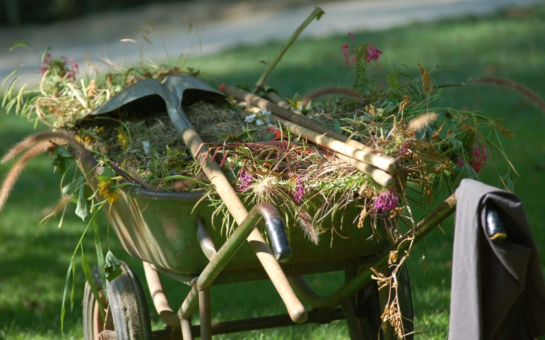 Should you clean up or not clean up the garden in fall?