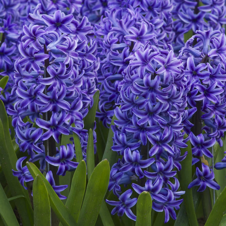 Fragrant Blue Jacket hyacinth