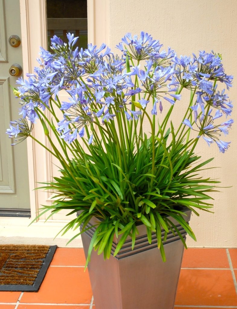 Blue Storm Agapanthus in a container.