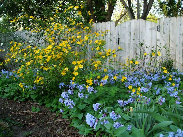 Japanese kerria underplanted with Virginia bluebells.
