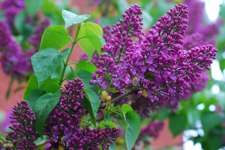 Old-fashion lilacs fill the spring air with fragrance