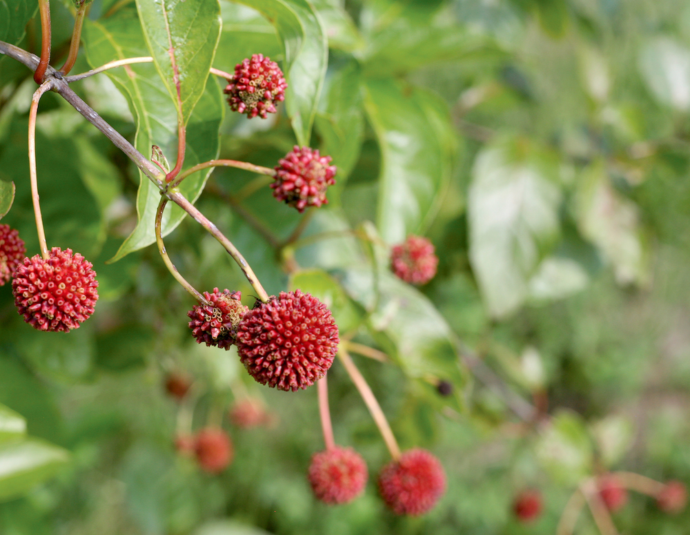 The seed heads of Sugar Shack buttonbush turn red in fall.