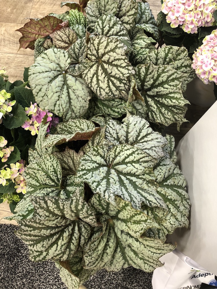 Sterling Moon Rex begonia in the Lunar Lights series from PlantsNouveau.com