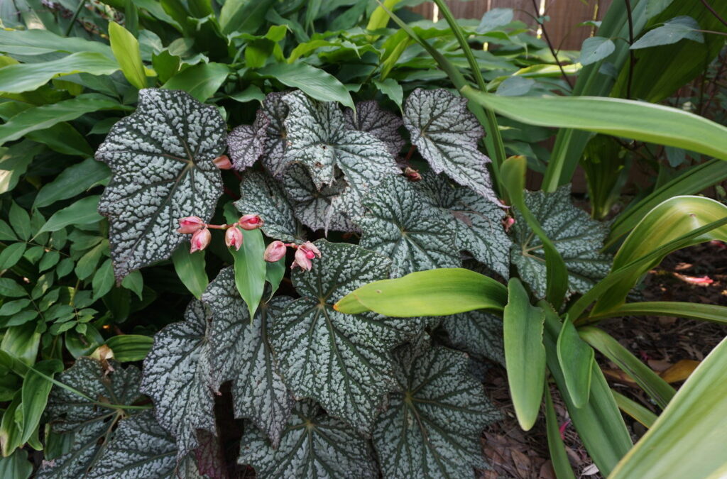 Rex begonias for shady Indiana landscapes or pots