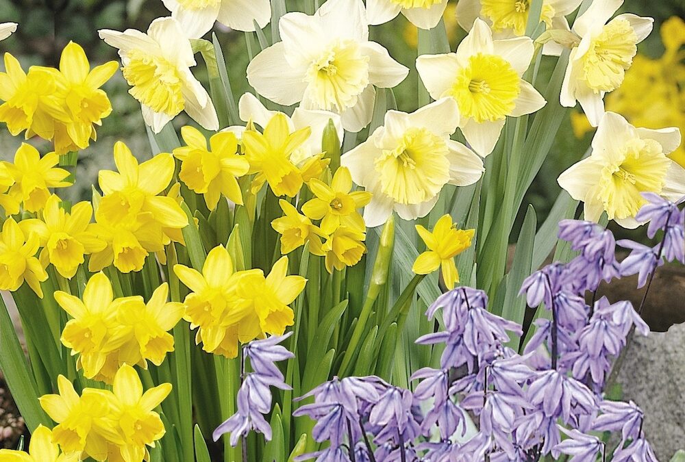 Deer-resistant spring bulbs to plant in the landscape