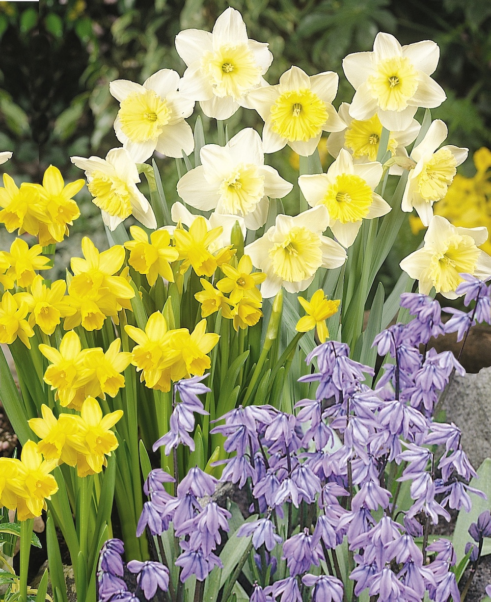 Daffodils and Siberian squill, deer proof spring bulbs