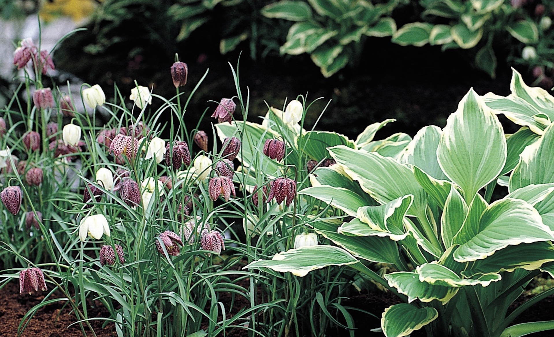 Guinea hen fritillary flowers planted with hosta in spring.
