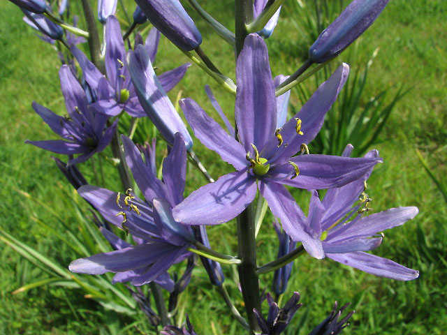 Indian or wild hyacinth (Camass) closeup