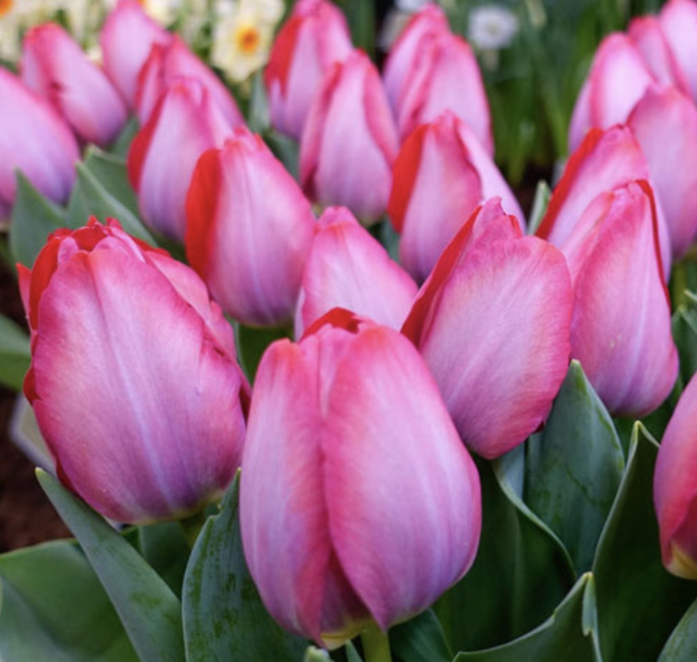 Triumph Pink Sound tulip recommended for forcing.